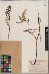 Foto von Salix erioclada H. Lév. & Vaniot